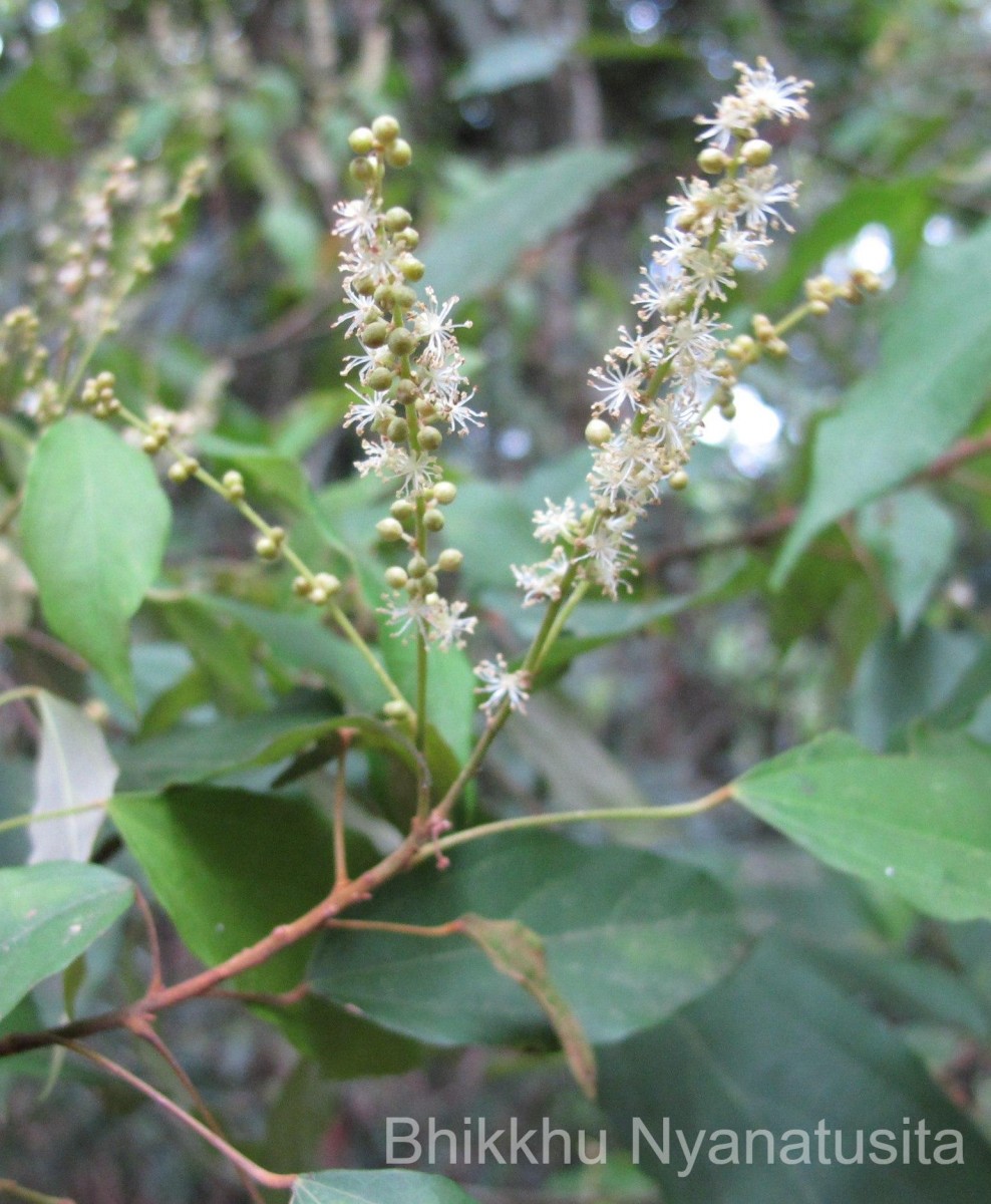 Mallotus philippensis (Lam.) Müll.Arg.